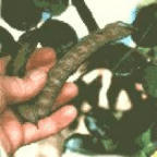 Raw Carob Picture